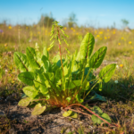 Is חומעת הגינה: a Weed or a Wonder Plant?