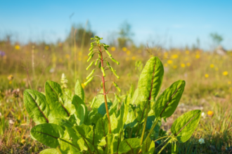 Is חומעת הגינה: a Weed or a Wonder Plant?