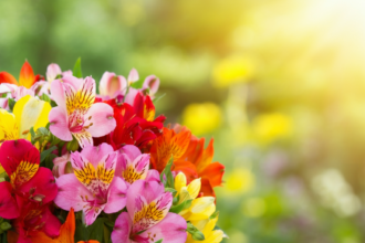Alstroemeria: The Ultimate Guide to the Peruvian Lily