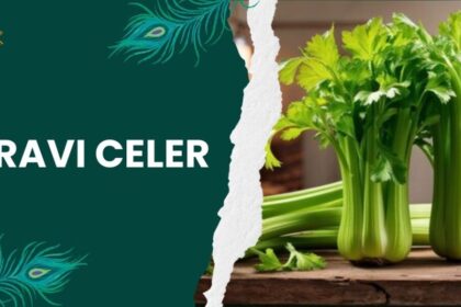 The Power of Pravi Celer: Health, Flavor, and Tradition